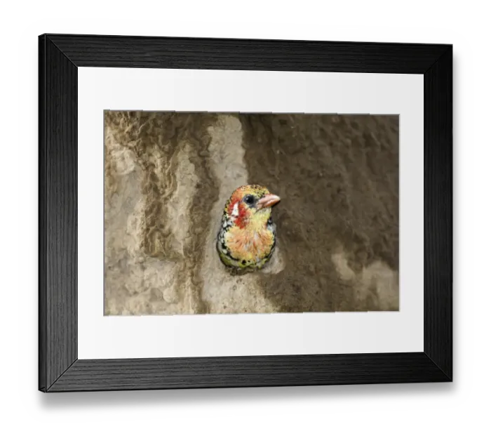 Framed Print : Red and Yellow Barbet Trachyphonus erythrocephalus at nest hole in termite mound Framed Print : Red and Yellow Barbet Trachyphonus erythrocephalus at nest hole in termite mound