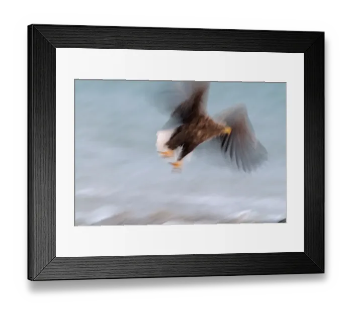 Framed Print : White-tailed Eagle (Sea Eagle) Haliaeetus albicilla Norway Framed Print : White-tailed Eagle (Sea Eagle) Haliaeetus albicilla Norway