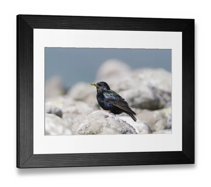 Framed Print : Starling Sturnus vulgarus carrying food to nest Shetland June Framed Print : Starling Sturnus vulgarus carrying food to nest Shetland June