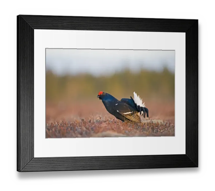 Framed Print : Black Grouse Tetrao tetrix male at lek Finland April Framed Print : Black Grouse Tetrao tetrix male at lek Finland April