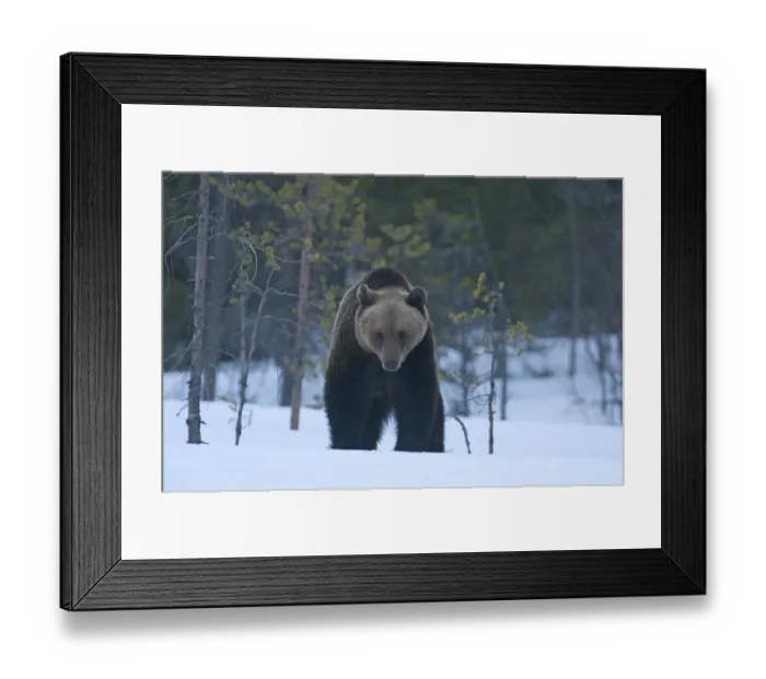 Framed Print : Brown Bear Ursos arctos walking through spring snow Martinselkonen Finland April Framed Print : Brown Bear Ursos arctos walking through spring snow Martinselkonen Finland April