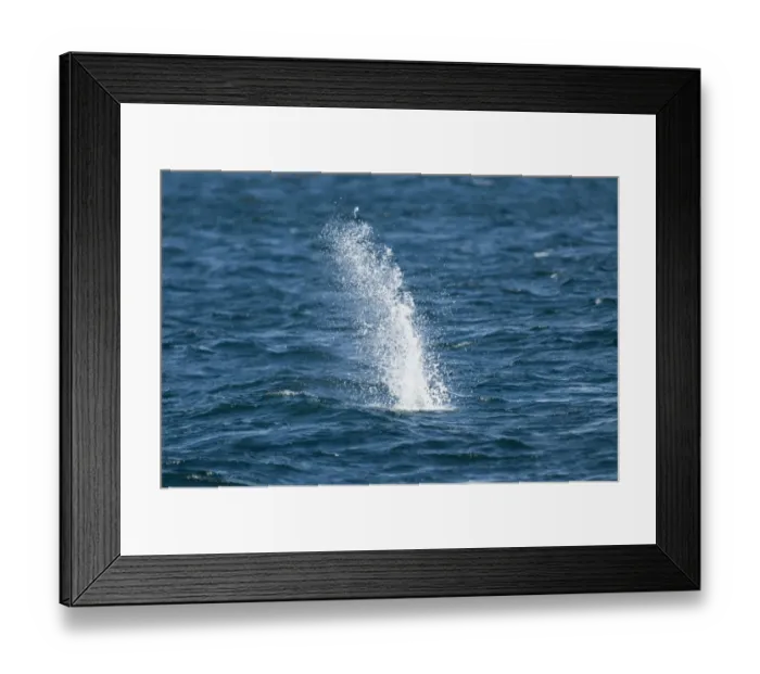 Framed Print : Splash from Gannet Sula bassana diving off Mousa Shetland June Framed Print : Splash from Gannet Sula bassana diving off Mousa Shetland June