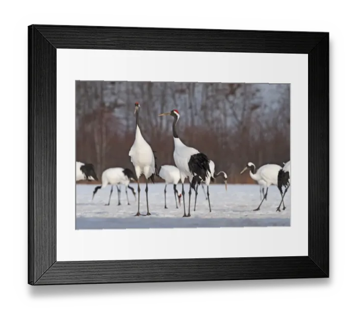 Framed Print : Japanese (Red-crowned) Cranes Grus japonensis Hokkaido Japan February Framed Print : Japanese (Red-crowned) Cranes Grus japonensis Hokkaido Japan February