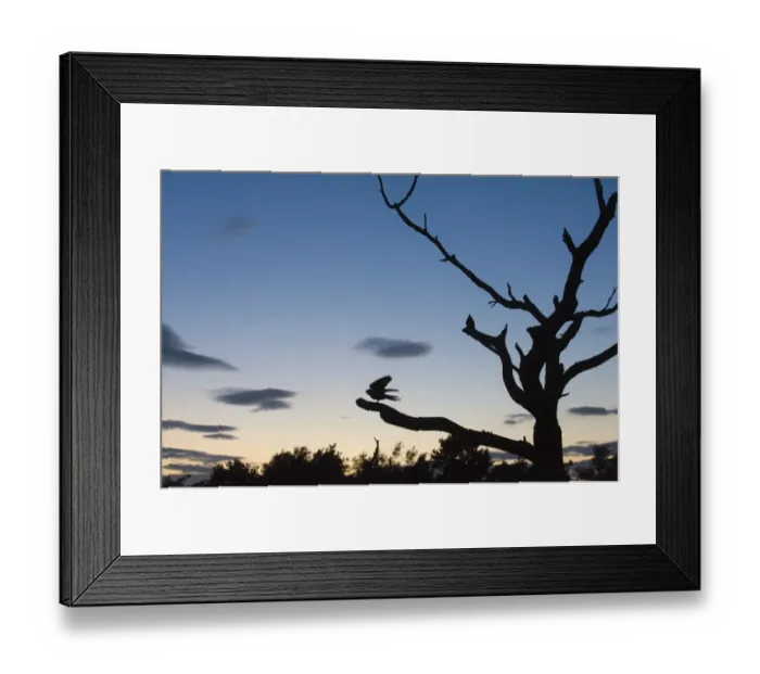 Framed Print : Nightjar Caprimulgus europaeus at dusk on heath North Norfolk July Framed Print : Nightjar Caprimulgus europaeus at dusk on heath North Norfolk July
