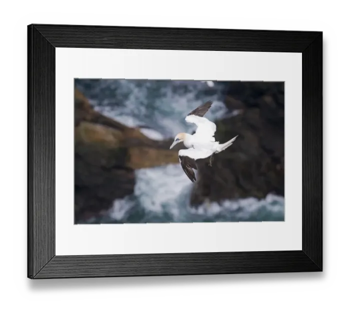 Framed Print : 003687 Framed Print : 003687