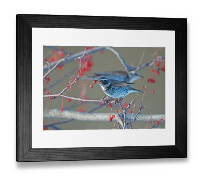 Framed Print : Dusky Thrush Turdus naumanni feeding on berries Kushiro Hokkaido Japan Framed Print : Dusky Thrush Turdus naumanni feeding on berries Kushiro Hokkaido Japan