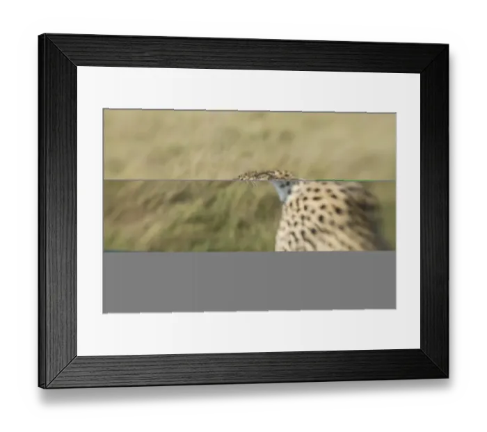 Framed Print : Cheetah Acionyx jubatus Masai Mara Kenya Framed Print : Cheetah Acionyx jubatus Masai Mara Kenya
