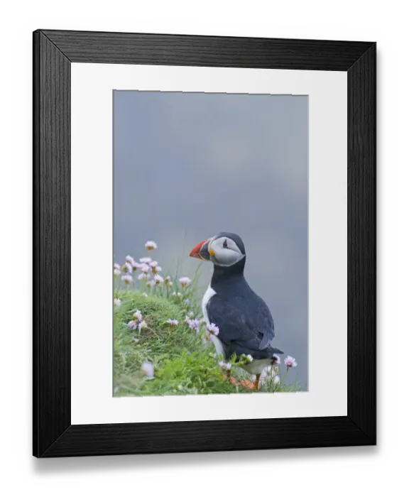 Framed Print : Puffin Fratercula arctica Sumburgh Head Shetland June Framed Print : Puffin Fratercula arctica Sumburgh Head Shetland June