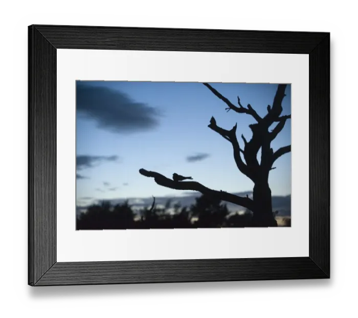 Framed Print : Nightjar Caprimulgus europaeus at dusk on heath North Norfolk July Framed Print : Nightjar Caprimulgus europaeus at dusk on heath North Norfolk July