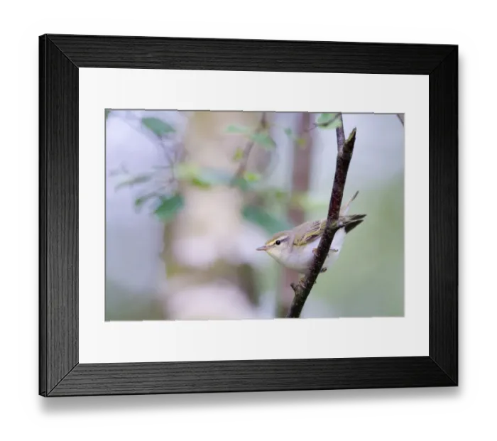 Framed Print : Wood Warbler Phylloscopus sibilatrix Kelling Norfolk June Framed Print : Wood Warbler Phylloscopus sibilatrix Kelling Norfolk June