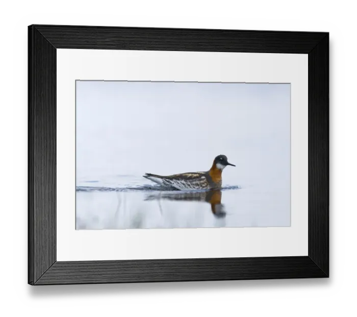 Framed Print : Red-necked Phalarope Phalaropus lobatus female on Loch Funzie Fetlar Shetland June Framed Print : Red-necked Phalarope Phalaropus lobatus female on Loch Funzie Fetlar Shetland June