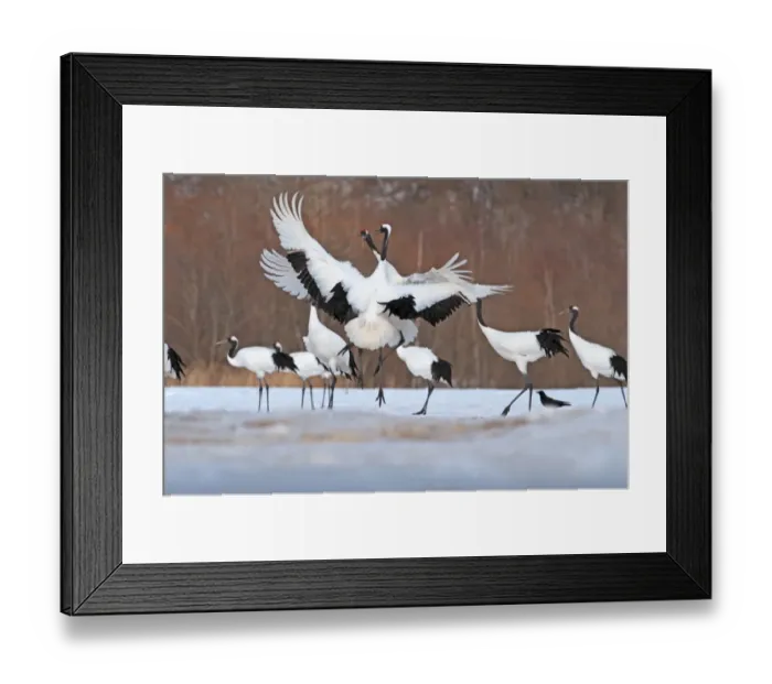 Framed Print : Japanese (Red-crowned) Cranes Grus japonensis fighting at Akan Hokkaido Japan February Framed Print : Japanese (Red-crowned) Cranes Grus japonensis fighting at Akan Hokkaido Japan February