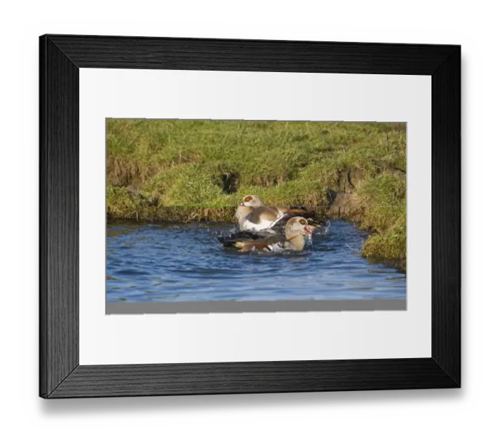 Framed Print : Egyptian Geese Alopochen aegyptiacus pair bathing Salthouse Norfolk Framed Print : Egyptian Geese Alopochen aegyptiacus pair bathing Salthouse Norfolk