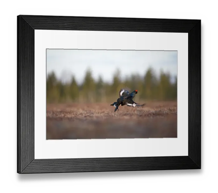 Framed Print : Black Grouse Tetrao tetrix male at lek Finland April Framed Print : Black Grouse Tetrao tetrix male at lek Finland April