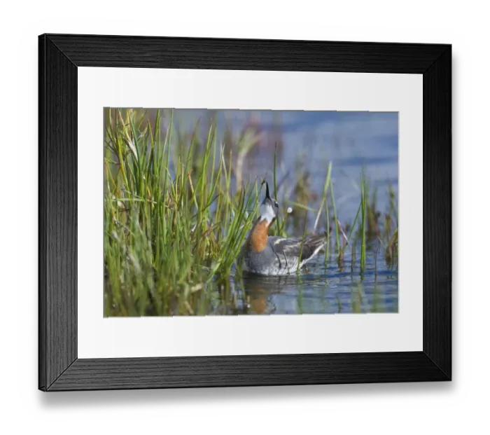 Framed Print : Red-necked Phalarope Phalaropus lobatus female taking a fly on Loch Funzie Fetlar Framed Print : Red-necked Phalarope Phalaropus lobatus female taking a fly on Loch Funzie Fetlar