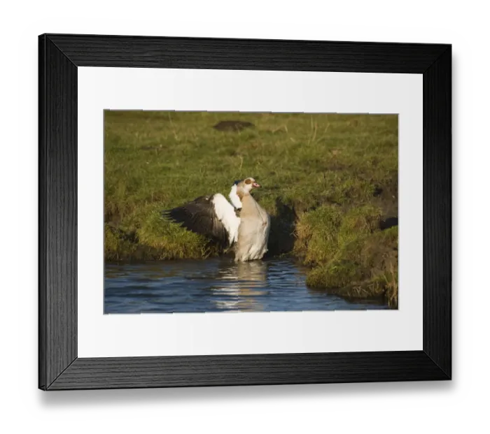 Framed Print : Egyptian Geese Alopochen aegyptiacus Salthouse Norfolk winter Framed Print : Egyptian Geese Alopochen aegyptiacus Salthouse Norfolk winter