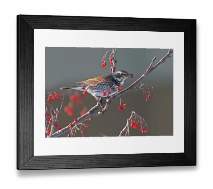 Framed Print : Dusky Thrush Turdus naumanni feeding on berries Kushiro Hokkaido Japan