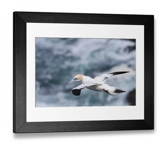 Framed Print : Gannet Sula bassana Hermaness Shetland June Framed Print : Gannet Sula bassana Hermaness Shetland June