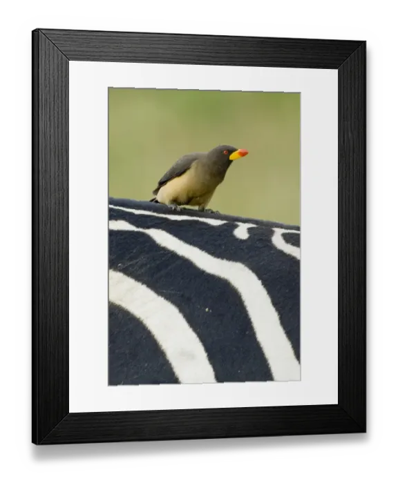 Framed Print : Yellow-billed Oxpecker Buphagus africanus on Zebra in Masai Mara Kenya Framed Print : Yellow-billed Oxpecker Buphagus africanus on Zebra in Masai Mara Kenya