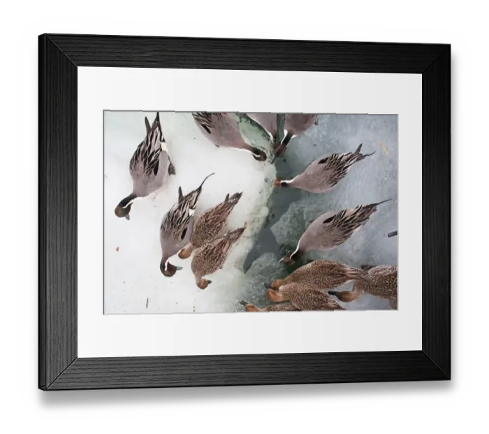 Framed Print : Pintail Anas acuta viewed through a fisheye lens Hokkaido Japan winter Framed Print : Pintail Anas acuta viewed through a fisheye lens Hokkaido Japan winter