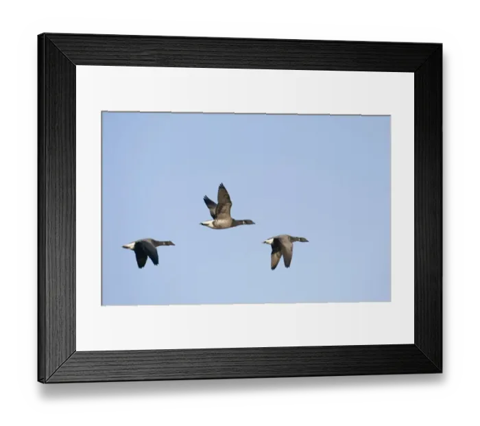 Framed Print : Brent Geese Branta bernicla Salthouse Norfolk winter Framed Print : Brent Geese Branta bernicla Salthouse Norfolk winter