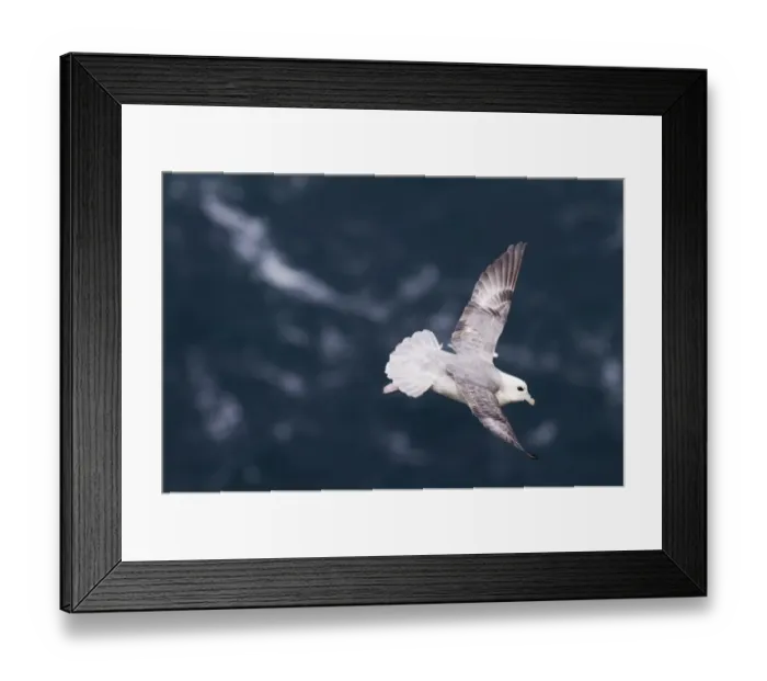 Framed Print : Fulmar Fulmarus glacialis Hermaness Shetland June Framed Print : Fulmar Fulmarus glacialis Hermaness Shetland June