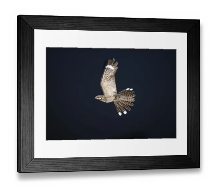 Framed Print : Nightjar Caprimulgus europeaea male in display flight North Norfolk June Framed Print : Nightjar Caprimulgus europeaea male in display flight North Norfolk June
