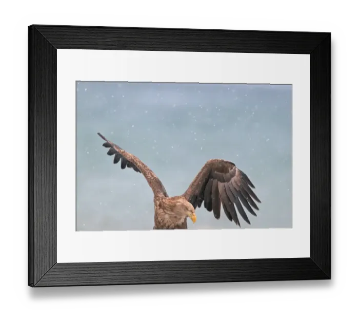 Framed Print : White-tailed Eagle (Sea Eagle) Haliaeetus albicilla Norway