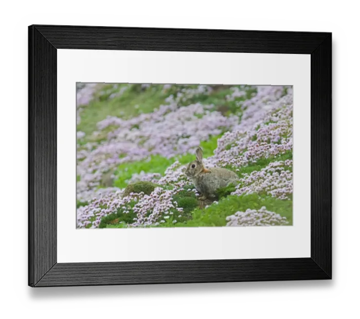 Framed Print : Rabbit Oryctolagus cuniculus Sumburgh Head Shetland June Framed Print : Rabbit Oryctolagus cuniculus Sumburgh Head Shetland June