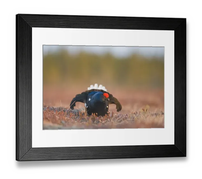 Framed Print : Black Grouse Tetrao tetrix male at lek Finland April