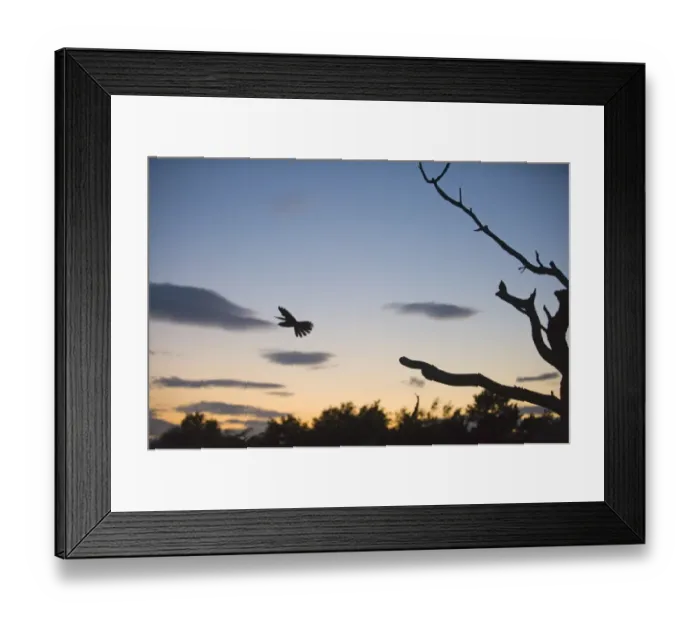 Framed Print : Nightjar Caprimulgus europaeus at dusk on heath North Norfolk July Framed Print : Nightjar Caprimulgus europaeus at dusk on heath North Norfolk July