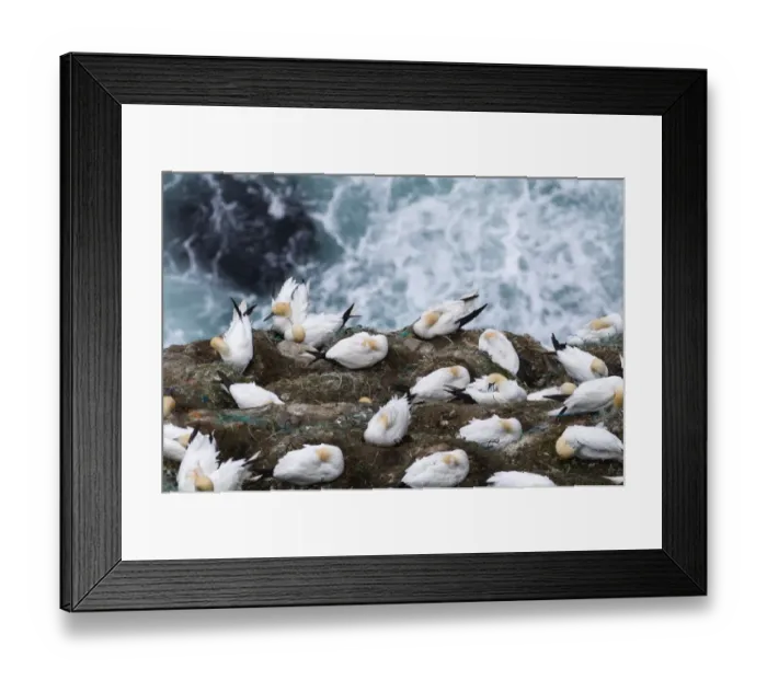 Framed Print : Gannet Sula bassanacolony on cliff Hermaness Shetland June Framed Print : Gannet Sula bassanacolony on cliff Hermaness Shetland June
