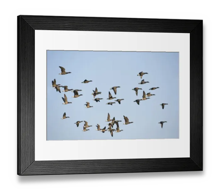 Framed Print : Brent Geese Branta bernicla Salthouse Norfolk winter Framed Print : Brent Geese Branta bernicla Salthouse Norfolk winter