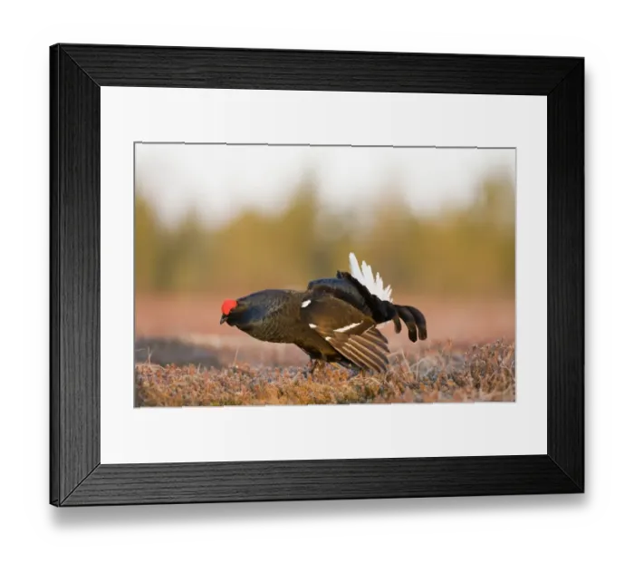 Framed Print : Black Grouse Tetrao tetrix male at lek Finland April Framed Print : Black Grouse Tetrao tetrix male at lek Finland April