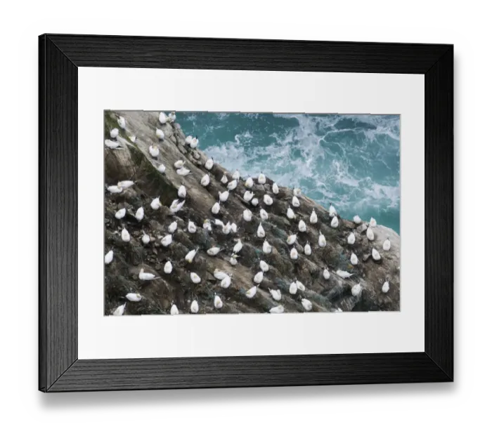 Framed Print : Gannet Sula bassana colony on cliff Hermaness Shetland June Framed Print : Gannet Sula bassana colony on cliff Hermaness Shetland June