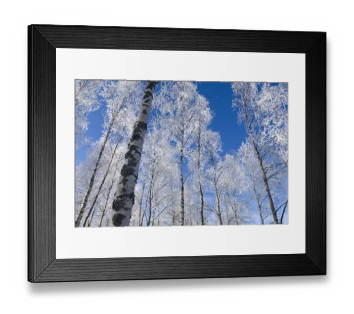Framed Print : Hoar frost in Scottish Silver Birch forest Strathspey Scottish Highlands winter Framed Print : Hoar frost in Scottish Silver Birch forest Strathspey Scottish Highlands winter