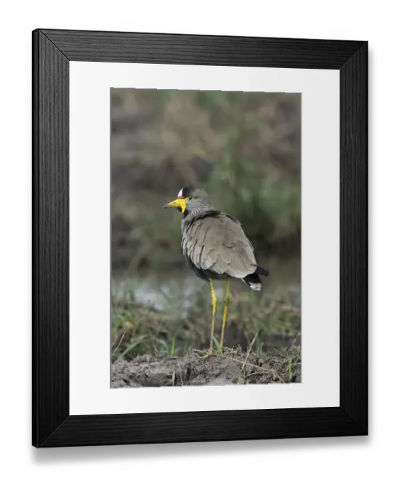 Framed Print : African Wattled Lapwing Vanellus senegallus Masai Mara Kenya Framed Print : African Wattled Lapwing Vanellus senegallus Masai Mara Kenya