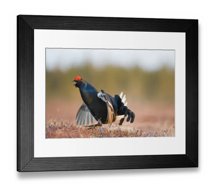 Framed Print : Black Grouse Tetrao tetrix male at lek Finland April Framed Print : Black Grouse Tetrao tetrix male at lek Finland April