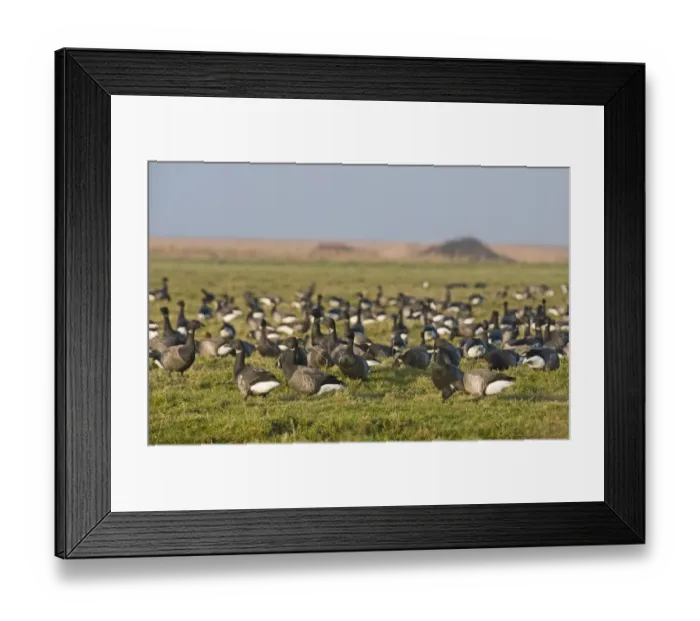 Framed Print : Brent Geese Branta bernicla Salthouse Norfolk winter Framed Print : Brent Geese Branta bernicla Salthouse Norfolk winter