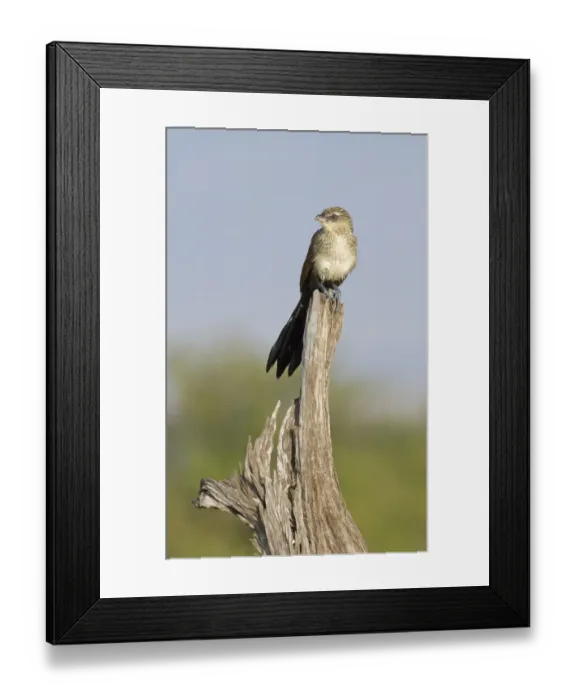 Framed Print : White-browed Coucal Centropus supercilosus Kenya Framed Print : White-browed Coucal Centropus supercilosus Kenya