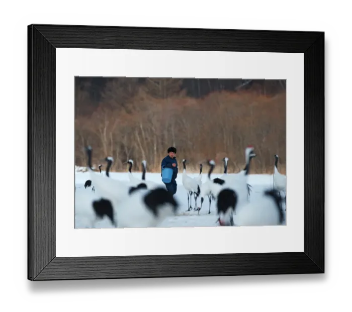 Framed Print : Feeding time at Akan Crane centre - among Japanese Cranes Grus japonensis Akan Hokkaido Framed Print : Feeding time at Akan Crane centre - among Japanese Cranes Grus japonensis Akan Hokkaido