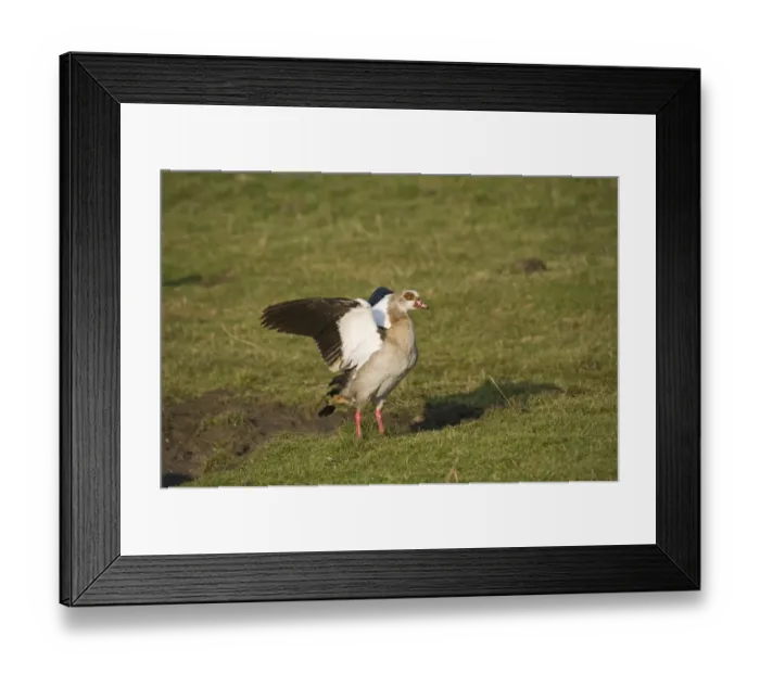 Framed Print : Egyptian Geese Alopochen aegyptiacus Salthouse Norfolk winter Framed Print : Egyptian Geese Alopochen aegyptiacus Salthouse Norfolk winter