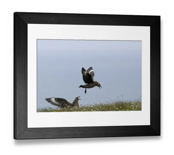 Framed Print : Great Skuas Stercorarius skua pair displaying Hermaness Shetland June Framed Print : Great Skuas Stercorarius skua pair displaying Hermaness Shetland June