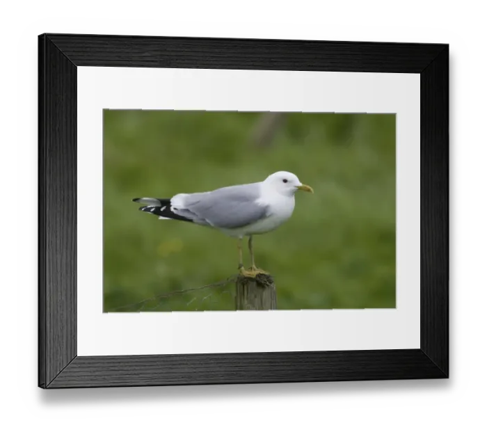 Framed Print : Common Gull Larus canus Shetland June Framed Print : Common Gull Larus canus Shetland June