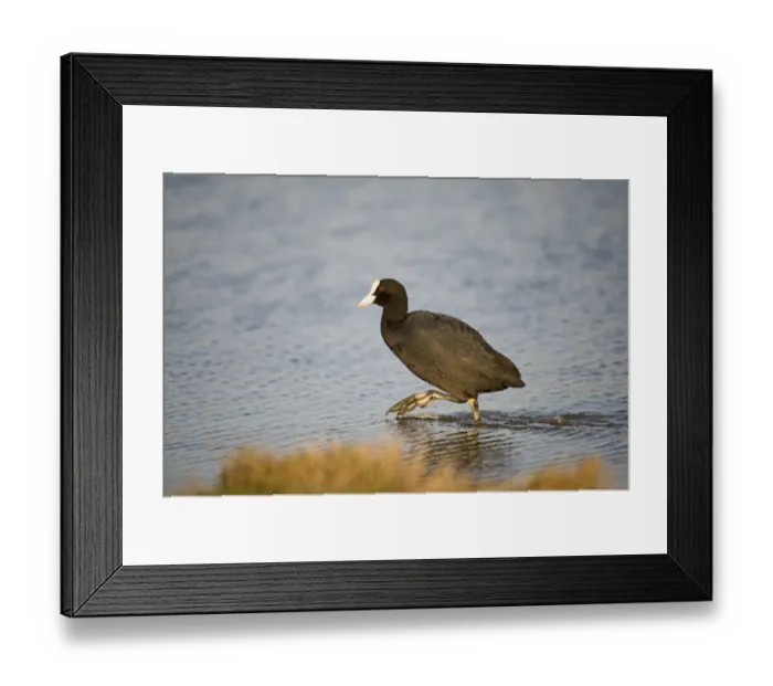 Framed Print : Coot Fulica atra Cley Norfolk Framed Print : Coot Fulica atra Cley Norfolk