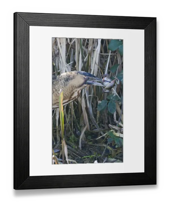 Framed Print : Bittern Botaurus stellaris with a frog Norfolk winter Framed Print : Bittern Botaurus stellaris with a frog Norfolk winter
