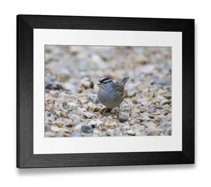 Framed Print : White-crowned Sparrow Zonotrichia leucophrys Cley Norfolk winter 2008 N American vagrant Framed Print : White-crowned Sparrow Zonotrichia leucophrys Cley Norfolk winter 2008 N American vagrant