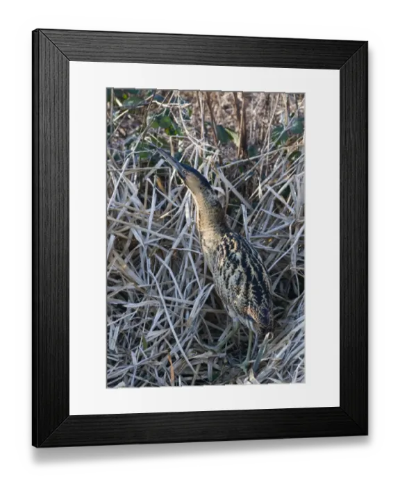 Framed Print : Bittern Botaurus stellaris Norfolk winter