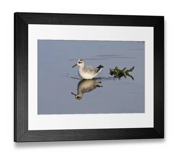 Framed Print : Grey Phalarope 1st winter Waxham North Norfolk January 2008