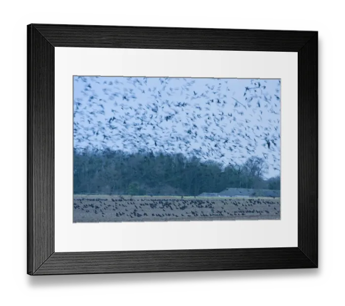 Framed Print : Rooks Corvus frugilegus at pre roost gathering Buckenham Norfolk Framed Print : Rooks Corvus frugilegus at pre roost gathering Buckenham Norfolk